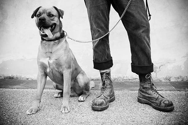 Urban skinhead "Anti-racist/ antifascist skinhead with his dog (typical english hooligan). outdoor photo, daylight only. high contrast." skin head stock pictures, royalty-free photos & images