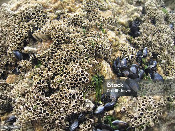Atlantic Barnacles Barnacles With Shells Stock Photo - Download Image Now - Animal, Animal ...