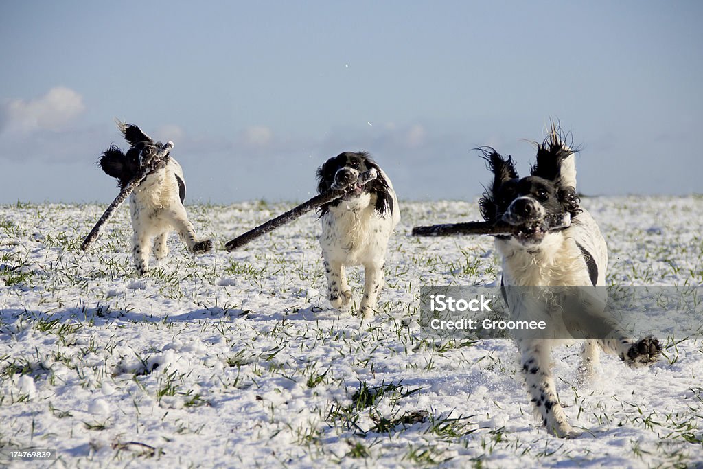 Corrida de volta. - Foto de stock de Amizade royalty-free