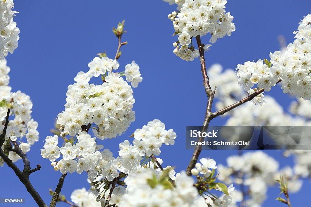 개화 벚나무, 흰색 꽃 - 로열티 프리 0명 스톡 사진