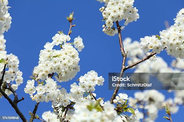 개화 벚나무 흰색 꽃 0명에 대한 스톡 사진 및 기타 이미지 - 0명, 꽃-꽃의 구조, 꽃-식물