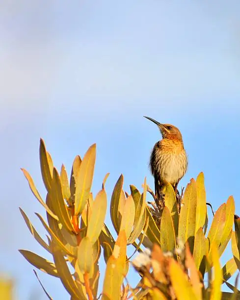A Cape Sugarbird, Promerops cafer, perched on a Protea in the mountains wast of Cape Town as the sun begins to set.