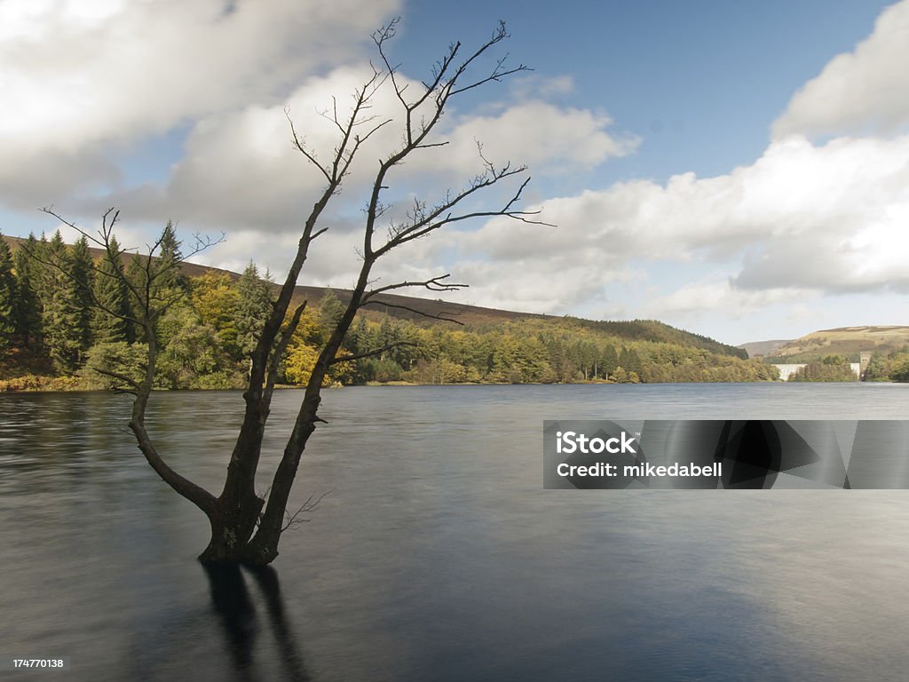 Arbre de lumière - Photo de Angleterre libre de droits