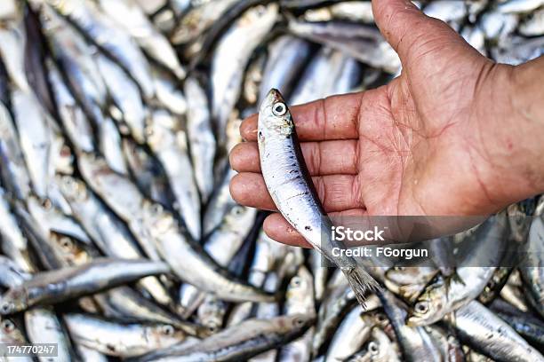 Fish - zdjęcia stockowe i więcej obrazów Sardynka - Sardynka, Rybołówstwo - rola, Ryba