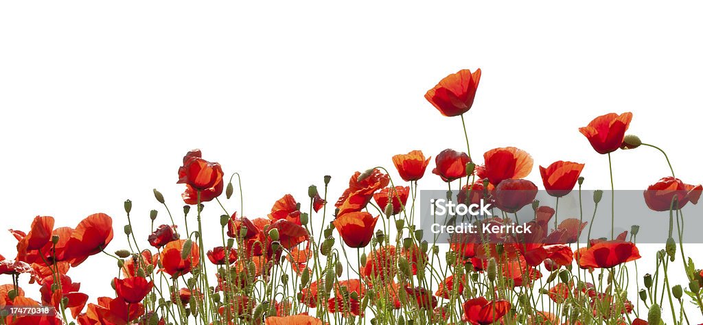 Poppys, isoliert auf weiss - Lizenzfrei Mohn - Pflanze Stock-Foto