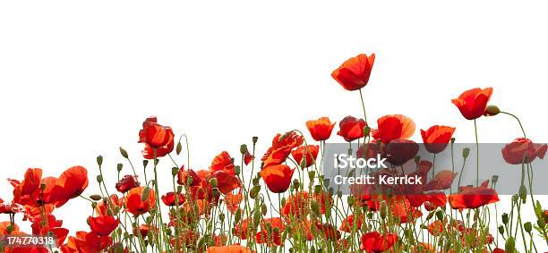 Poppys Isoliert Auf Weiss Stockfoto und mehr Bilder von Mohn - Pflanze - Mohn - Pflanze, Rot, Baumblüte