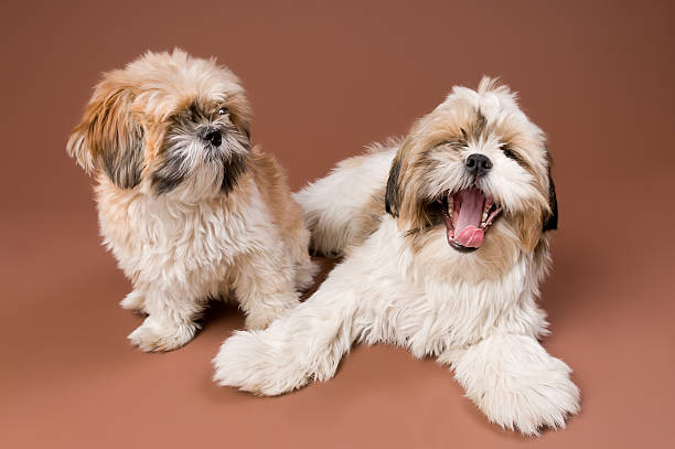 dos perros felices shih tzu bostezar - pampered pets shitzu beauty beautiful fotografías e imágenes de stock