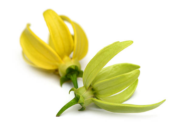 Green and Yellow Ylang Flowers Artabotrys Siamensis "Green and Yellow Ylang Flowers Artabotrys Siamensis isolated on white backgrounds, Thai Flower (Gadung Nga)" siamensis stock pictures, royalty-free photos & images