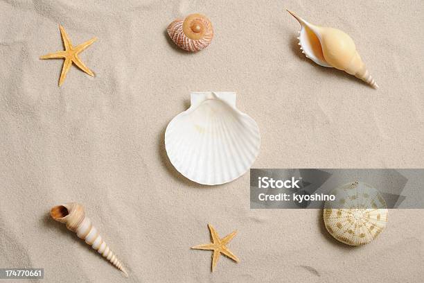 Starfish And Seashells - でこぼこのストックフォトや画像を多数ご用意 - でこぼこ, とげのある, ウニ