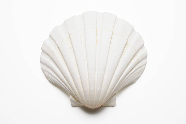 Scallops isolated on a white background, very fresh