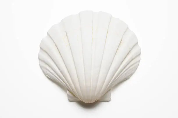 White seashell with shadow, isolated on white background with clipping path.
