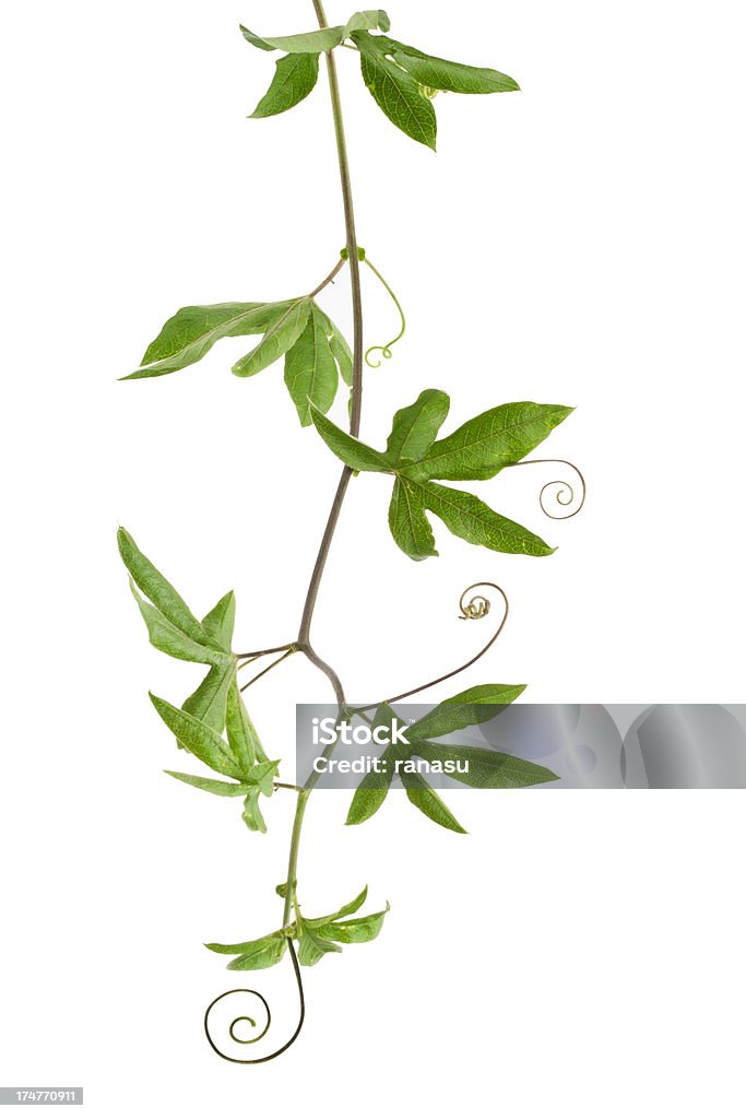 Плющ растения - Стоковые фото Белый фон роялти-фри