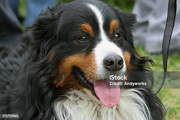 Berner Sennenhund Stockfoto und mehr Bilder von Berner Sennenhund - Berner Sennenhund, Haustierleine, Australischer Schäferhund