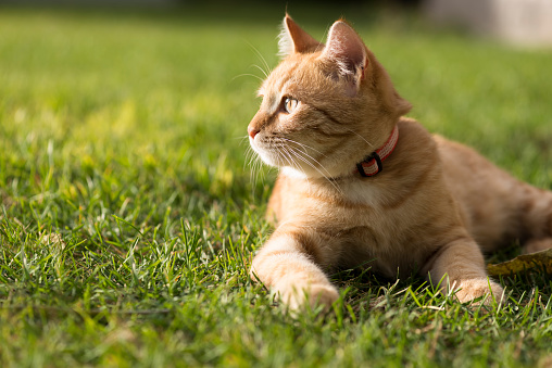 ginger cat lying on green grass