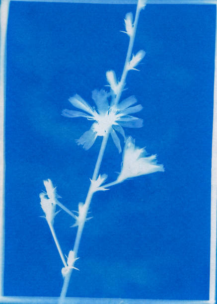 istock cyanotype print of chicory, Cichorium inybus 1747711981