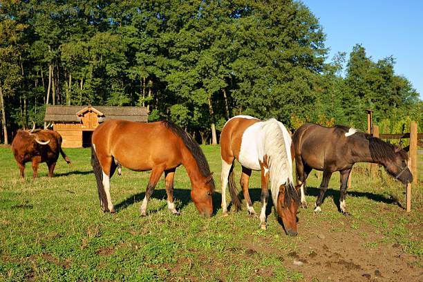 istock Horses in the pasture 174771438