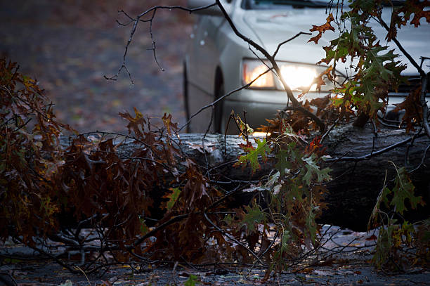 istock Fallen Tree Block the Road on a Dark Stormy Night 174771466