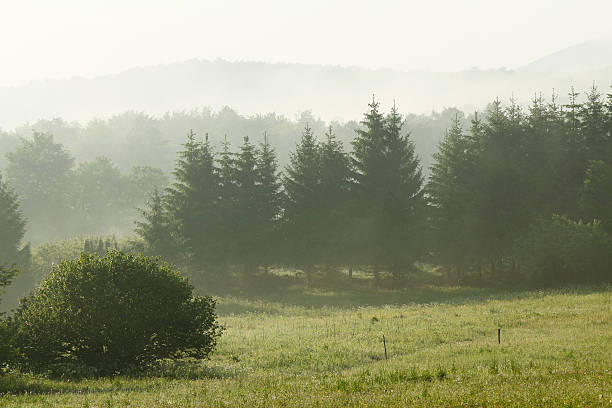 istock trees and grassland during forest morning spring dawn Plitvice Croatia 174771713