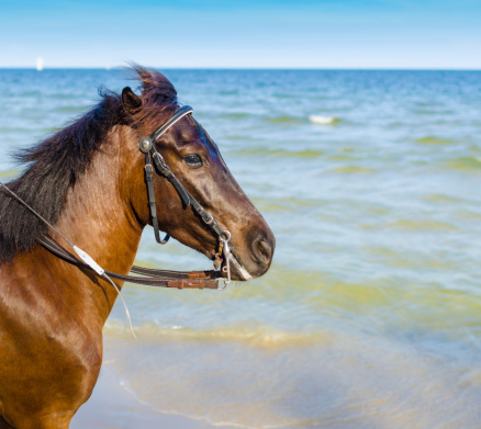 Horse on a background of sea and blue sky.