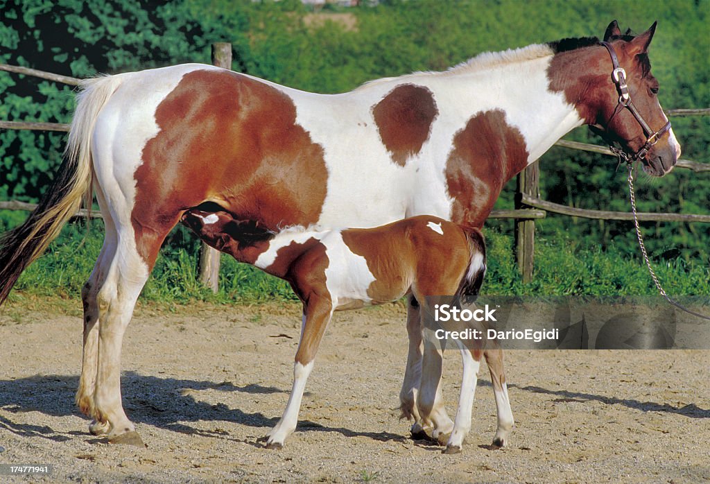Animali cavallo italiano - Foto stock royalty-free di Allattare - Mondo animale