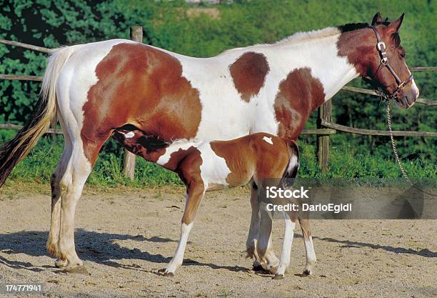 Animali Cavallo Italiano - Fotografie stock e altre immagini di Allattare - Mondo animale - Allattare - Mondo animale, Animale, Bestiame