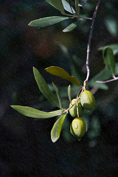 olive branch - arbol photos et images de collection