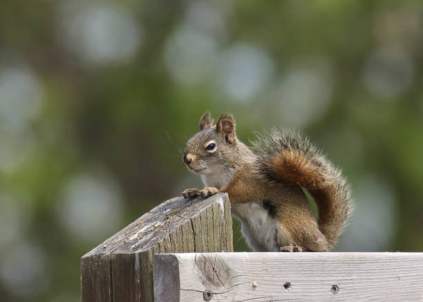 istock Eastern Gray Squirrel (sciurus carolinensis) poised on a feeding box 1747720865