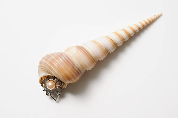 istock Isolated shot of seashell with pearl ring on white background 174772102