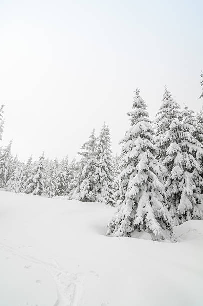 istock Winter Landscape with Snow and Trees 174772109