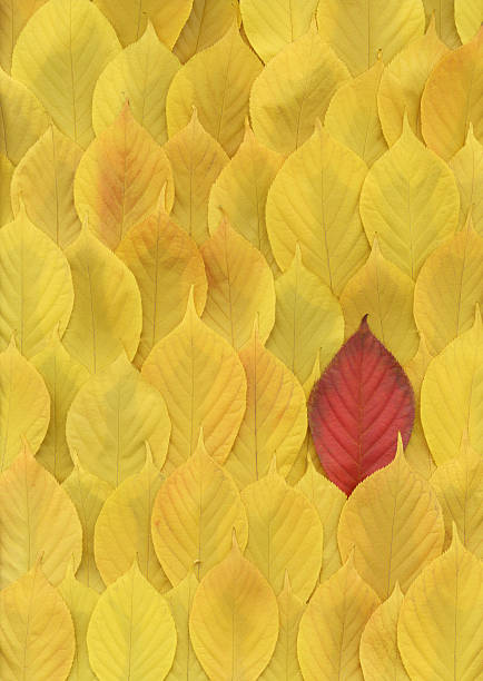 秋のチェリーツリーリーブズ赤色、黄色背景 - cherry tree tree autumn multi colored ストックフォトと画像