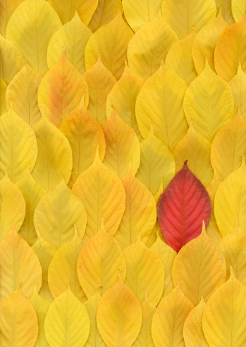 One red autumn leaf among lots of yellow leaves. Lots of natural colorful autumn leaves laid flat and retouched to form a design background. These red and yellow cherry tree leaves form a matte autumn gradient of color. This is a botanical subject with a natural veins and patterns in each leaf. This is one of a series of high resolution photos and scans of leaves and natural subjects for use as design backgrounds.