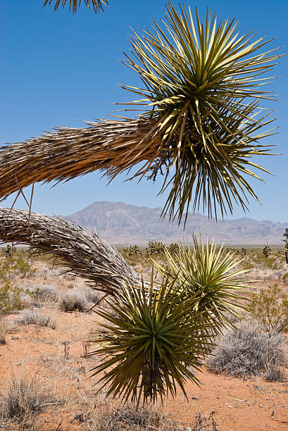 Joshua Tree in the Mojave Desert The Joshua Tree (Yucca brevifolia) is a member of the Agave family that typically grows in the Mojave Desert of the American Southwest. Legend has it that Mormon pioneers named the tree after the biblical figure Joshua, seeing the limbs of the tree as outstretched arms. This Joshua Tree was photographed in the Mormon Mountain Wilderness near Riverside, Nevada, USA. jeff goulden mojave desert stock pictures, royalty-free photos & images
