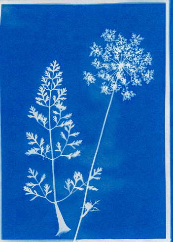 Cyanotype print of flower and leaf Queen Anne's lace, Daucus carota. Le Roy, Illinois, USA.