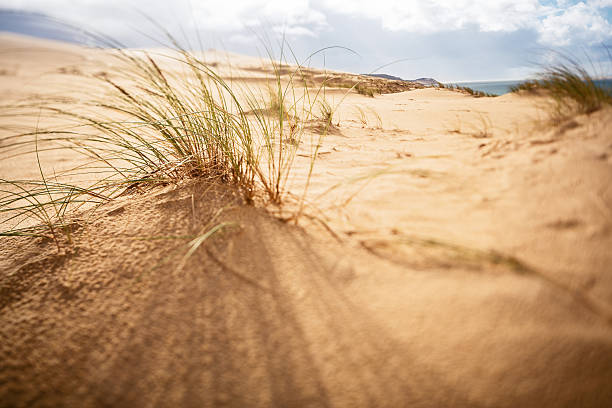 istock Dune beach landscape at the seaside 174772257