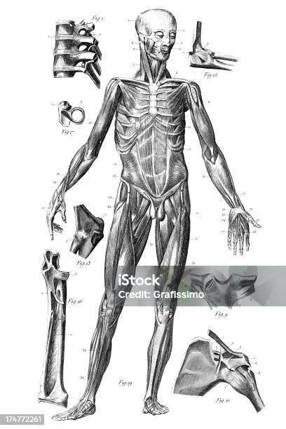 Gravação Esqueleto Humano 1851 - Arte vetorial de stock e mais imagens de Adulto - Adulto, Anatomia, Beleza