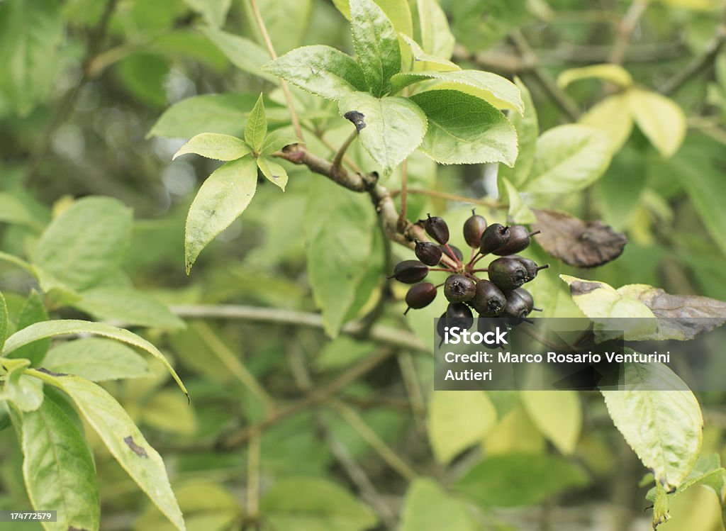 Acanthopanax Henryi Planta de ginseng - Foto de stock de Arbusto royalty-free
