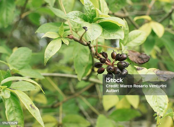 Foto de Acanthopanax Henryi Planta De Ginseng e mais fotos de stock de Arbusto - Arbusto, Baga - Fruta, Baga - Parte de planta