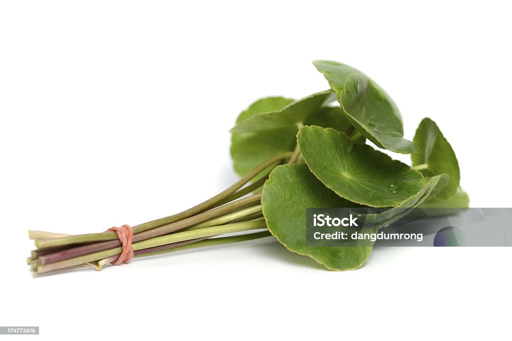 Asiático Pennywort (Centella asiatica) o Gotu Kola hoja - Foto de stock de Centella libre de derechos