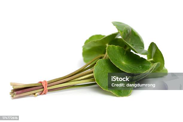 Asiático Pennywort O Gotu Kola Hoja Foto de stock y más banco de imágenes de Centella