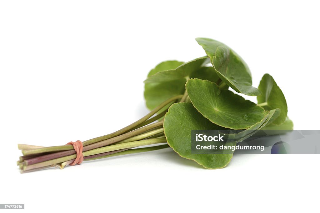 Pennywort asiatico (cui Centella asiatica) o Gotu Kola foglia - Foto stock royalty-free di Centella