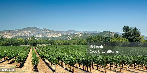 Vigneto I Campi - Fotografie stock e altre immagini di Azienda vinicola - Azienda vinicola, Montagna, Napa Valley