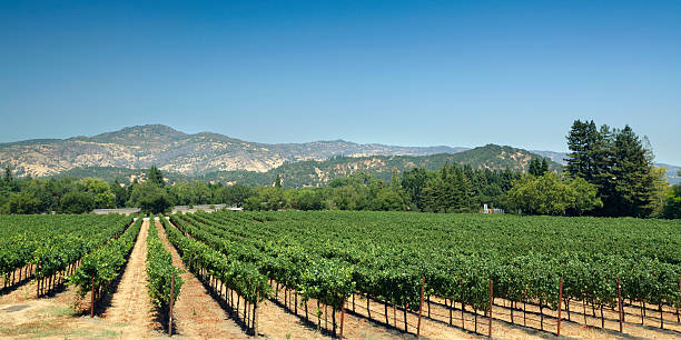 vineyard のフィールド - vineyard panoramic napa valley california ストックフォトと画像