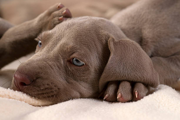 istock Sleepy Puppy 174772760
