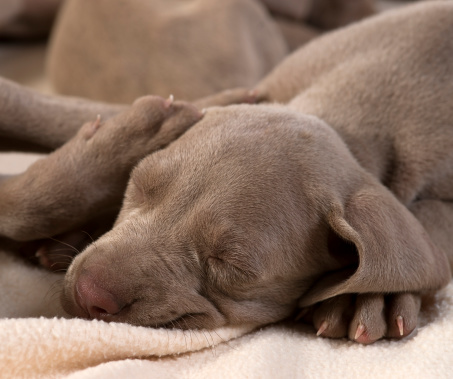 Six weeks old Weimaraner puppy sleeping.Click to see more Pets!