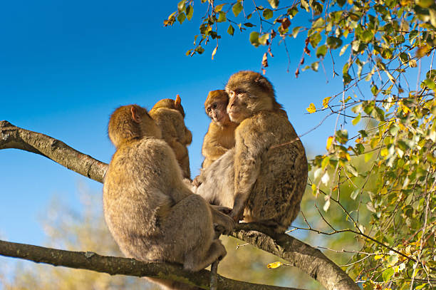 Barbary Macaques preening Barbary Macacque monkeys preening in the sunshine. This species is native to Algeria and Morocco and is endangered. barbary macaque stock pictures, royalty-free photos & images