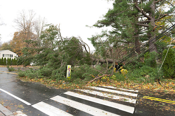 Fallen tree crushed power lines during Hurricane Sandy A huge oak tree lays on top of a house in the aftermath of Hurricane Sandy, a powerful storm which crashed into the Eastern USA.A huge pine tree lays on top of power lines in the aftermath of Hurricane Sandy, a powerful storm which crashed into the Eastern USA. superstorm stock pictures, royalty-free photos & images
