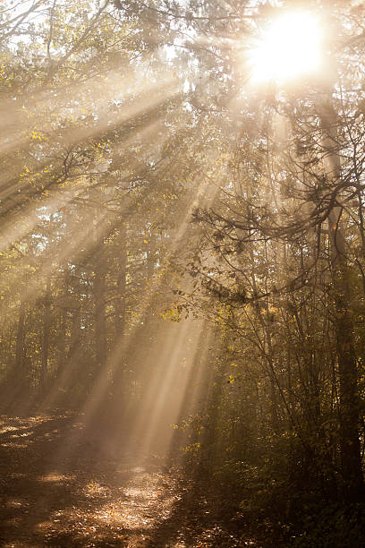 istock Amazing misty forest at autumn 174773500