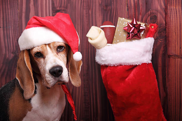 A Dog Wearing A Christmas Hat Next To His Christmas Stocking Stock