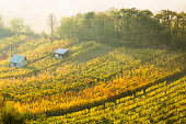Small vineyard in Moravia, Czech Republic.