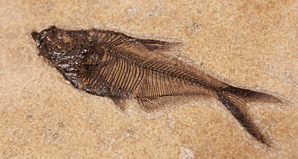 de pescado fósil - fossil fish animal full frame fotografías e imágenes de stock